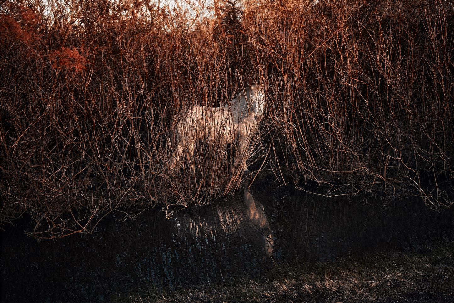 Camargue camouflage